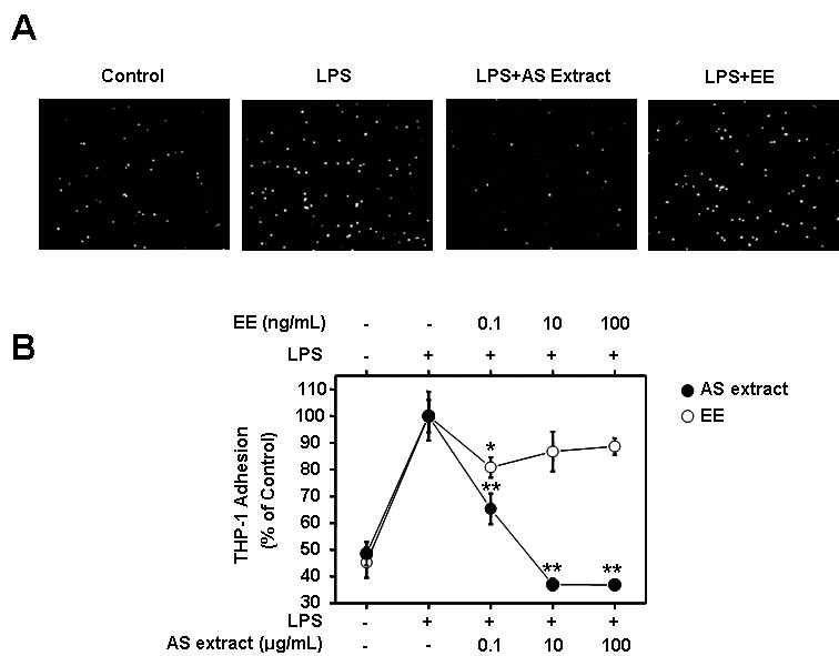 오갈피 추출액(AS extract)와 Eleutheroside E(EE)를 LPS와 동시에 전처리 한 후, 전처리된 THP-1 세포를 혈관내피세포에 부착한 정도를 관찰