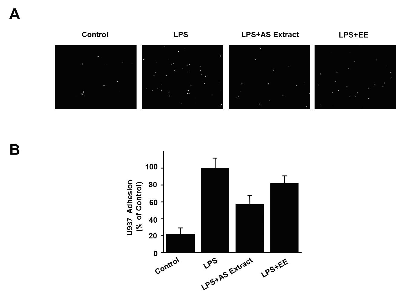 오갈피 추출액(AS extract)와 Eleutheroside E(EE)를 LPS와 동시에 전처리 한 후, 전처리된 U937 대식 세포를 혈관내피세포에 부착한 정도를 관찰