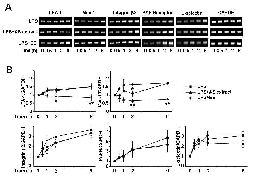 THP-1세포에 LPS 혹은 LPS/AS extract를 처리한 후, mRNA level을 RT-PCR로 확인하였고(panel A), 이를 정량화한 후 선 그래프로 나타내었다(panel B).