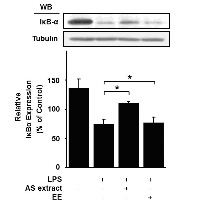 THP-1 세포에 LPS와 AS extract, EE를 처리한 후 IkB발현량을 Western Blot으로 확인하고 정량한 실험 결과