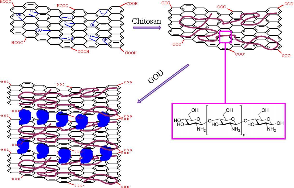 Graphene-glucose oxidase 나노구조를 형성하는 제작 과정의 scheme