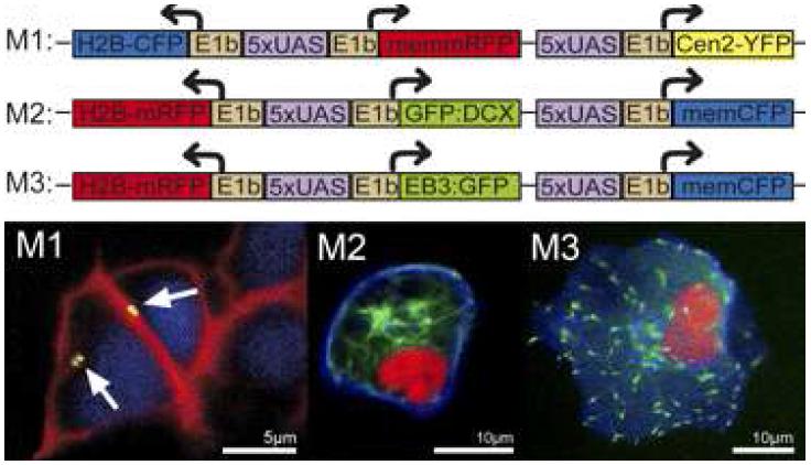 메두사벡터를 이용한 세포 소기관을 형광 단백질로 이미징한 사진들