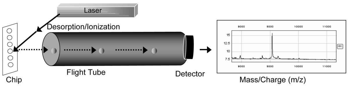 SELDI-TOF (Surface enhanced laser desorption/ionization time-of-flight mass spectrometry)를 이용한 분석 원리.