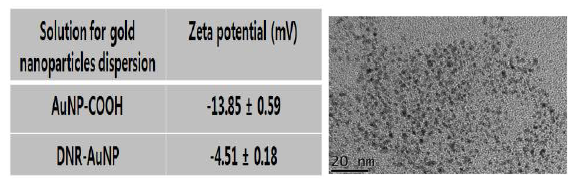 금 나노입자의 SEM 이미지 및 Zeta Potential 측정 결과