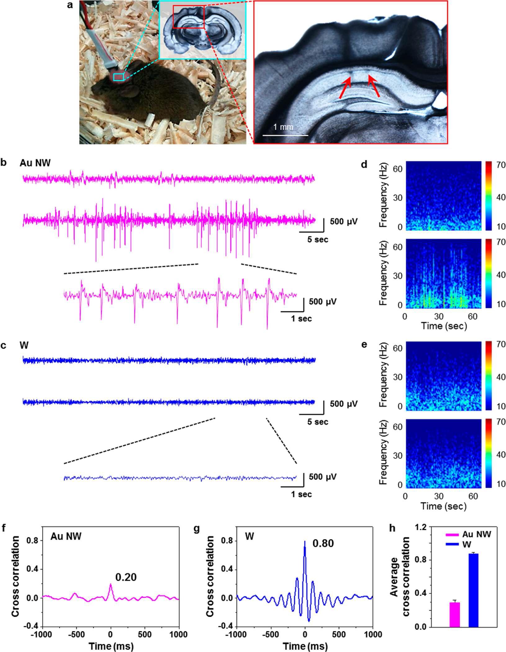 금 나노선 전극을 이용, 살아있는 동물의 뇌신경신호 측정