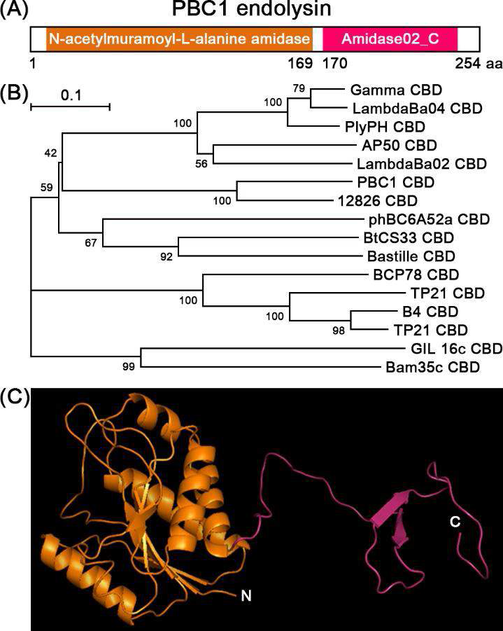 Bacillus cereus와 특이적으로 결합하는 박테리오파지 유래 cell binding domain