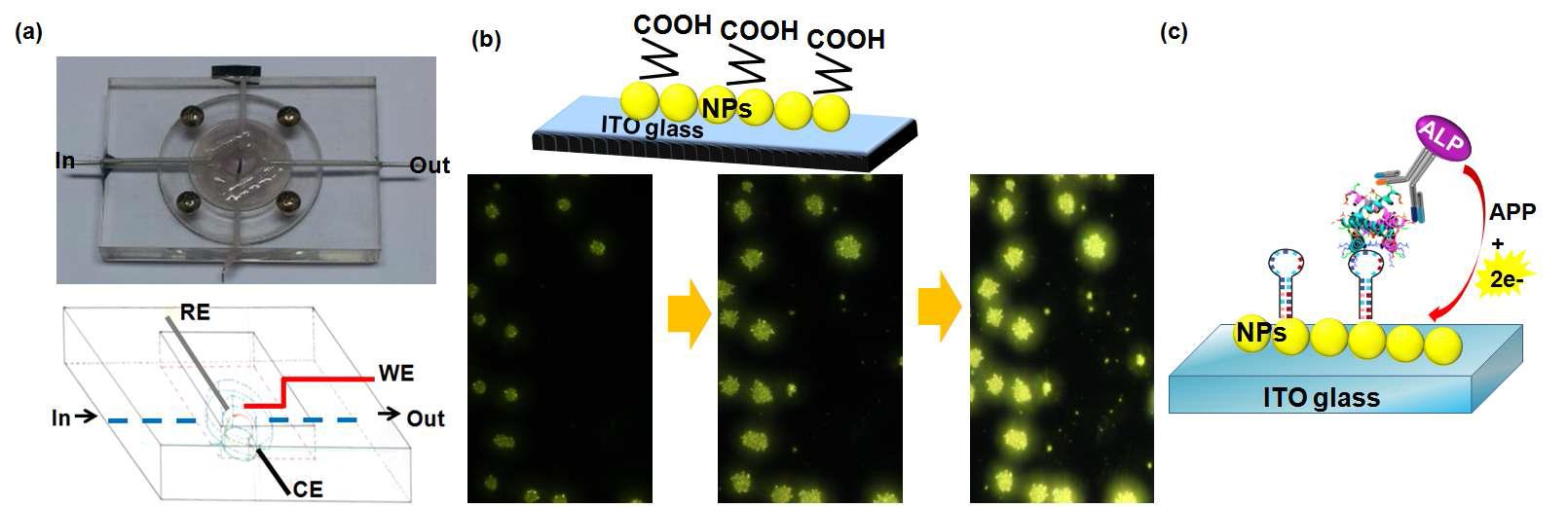 (a) 듀얼모드 광전기 나노바이오칩 센서, (b) ITO 글라스에서의 금 데포지션 모식도 및 암시야 현미경 데이터, (c) ITO 글라스 위에서의 타겟 검출용 샌드위치 플랫폼 형성 모식도