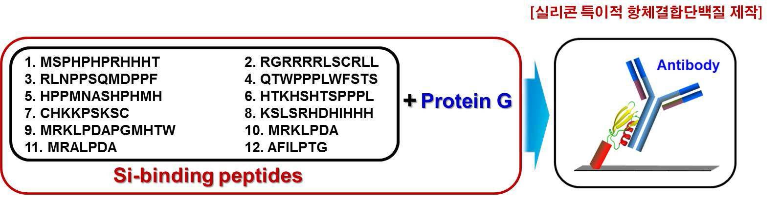 실리콘 특이적 항체결합단백질 제작