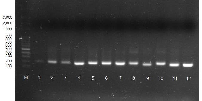 12종 실리콘 특이적 항체결합단백질 유전자의 PCR 결과