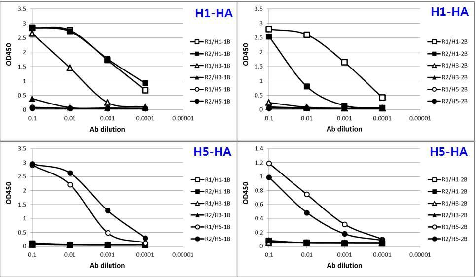 H1 및 H5 재조합 단백질들에 대한 정제 항체들의 반응성 분석