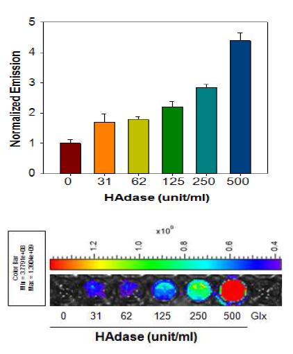 효소 (HAdase) 처리에 의한 형광세기의 변화