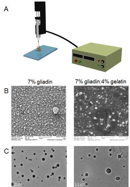 Gliadin 기반 나노입자를 electrodeposition 방법으로 개발