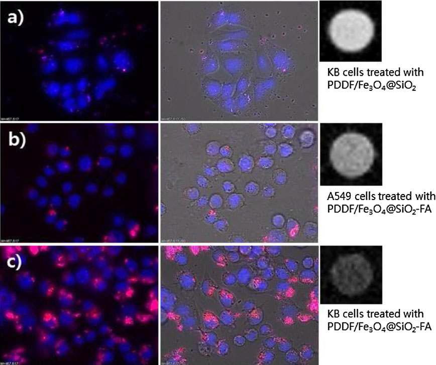 생체세포(KB, A549)를 이용한 형광 및 MRI 타겟팅 특성