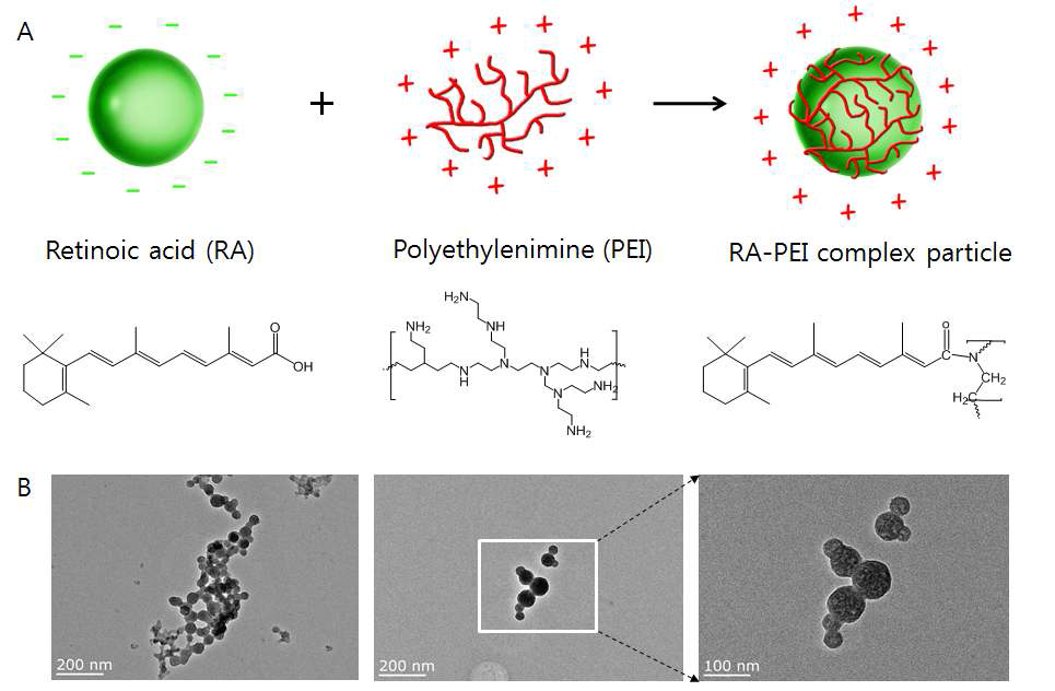 Retinoic acid(RA)- polyethylenimine(PEI)기능성 고분자 기반 나노입자