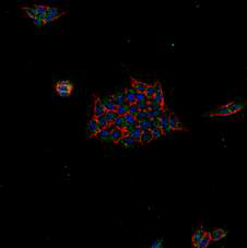 RA-PEI 기능성 나노입자의 endocytosis를 focal microscopy