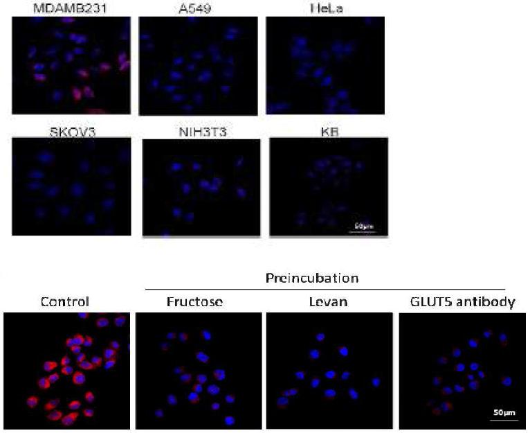 Levan-ICG 나노입자가 GLUT5를 통해 유방암 세포인 MDAMB231 세포이미징