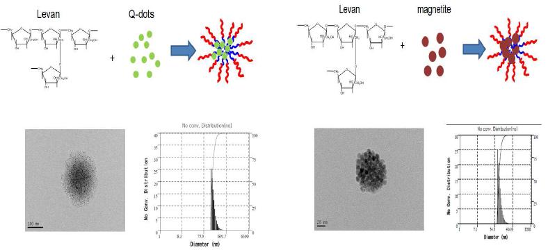 Levan-ICG 나노입자의 유방암을 진단하는 물질로 응용 가능성 확인