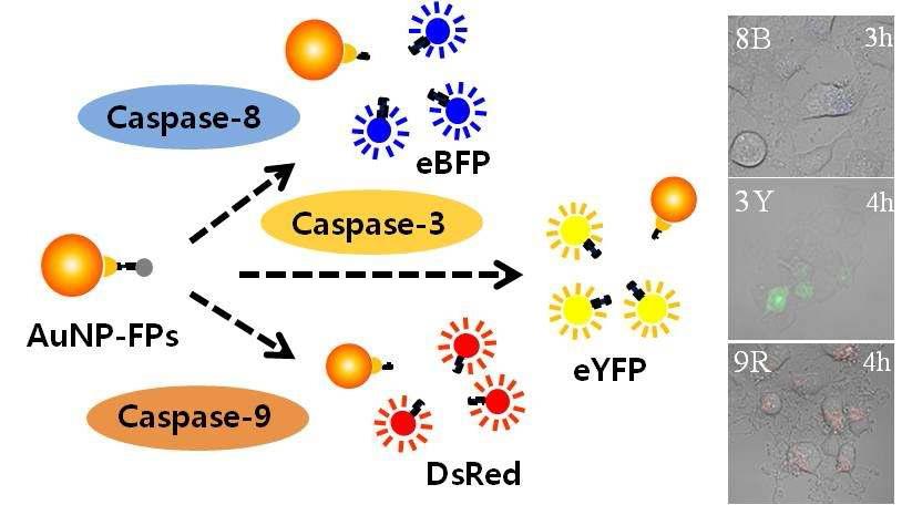 형광단백질-골드나노입자를 이용한 세포사멸 분석용 이미징 probe(AuNP-FPs) 개발