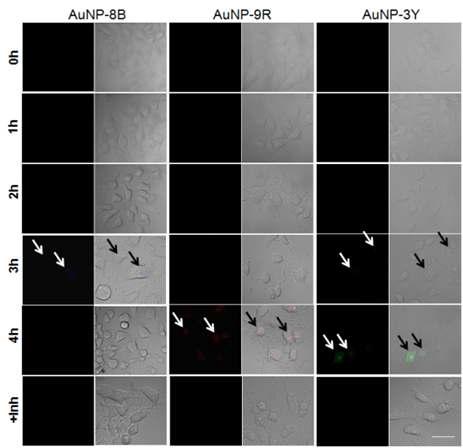 AuNP-FPs를 uptake 시킨 후, 항암제를 처리한 세포에서 세포사멸에 따른 형광이미지 분석