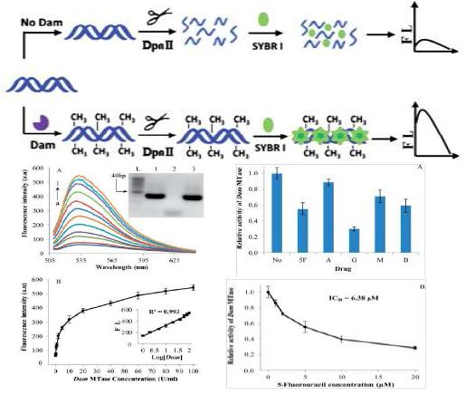메틸화된 DNA에 대한 DpnII의 선택적 절단을 이용하여 DNA 메틸전달효소 활성을 측정할 수 있는 형광분석법을 개발