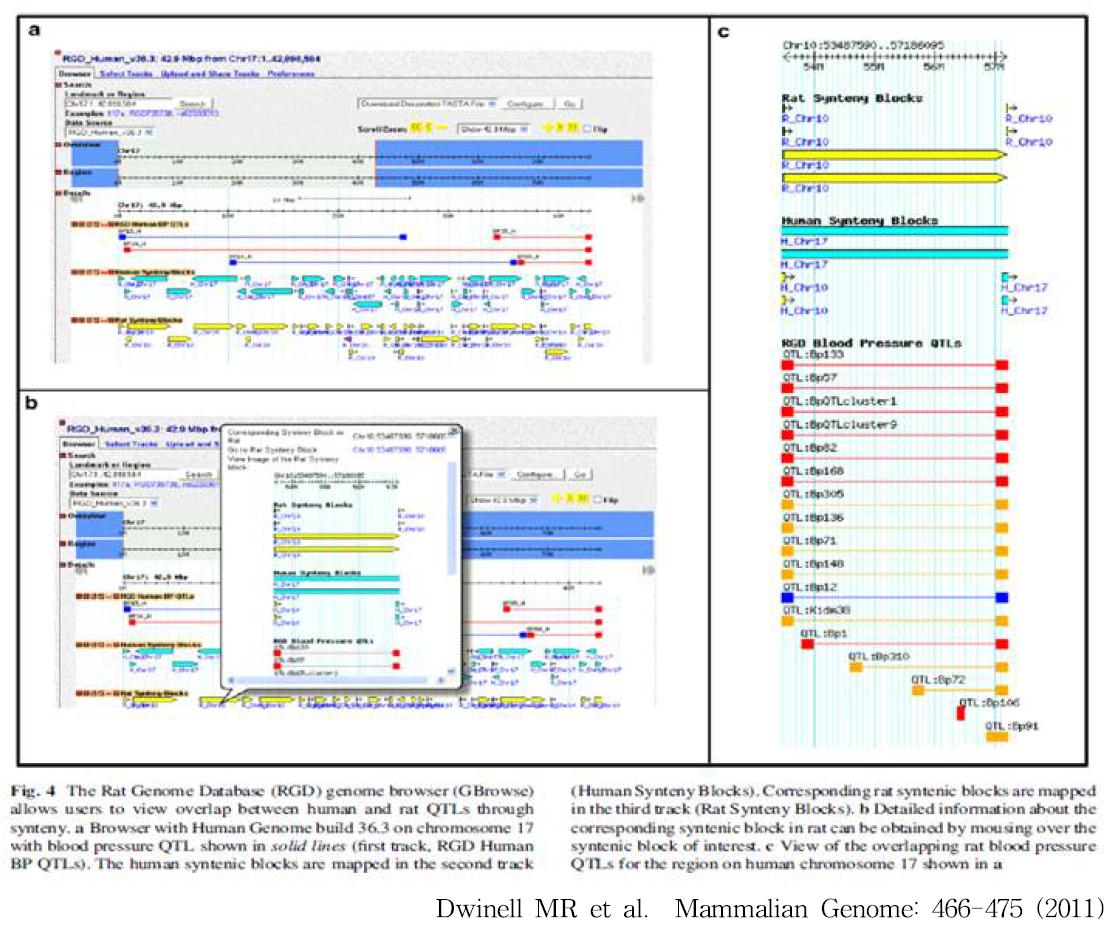 Rat Genome Database (RGD)