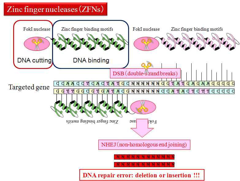 Zinc Finger Nuclease 기법을 활용한 유전자 변형동물 제작 모식도