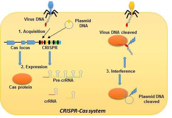 CRISPR-Cas9 system에 의한 유저자 조작 모식도