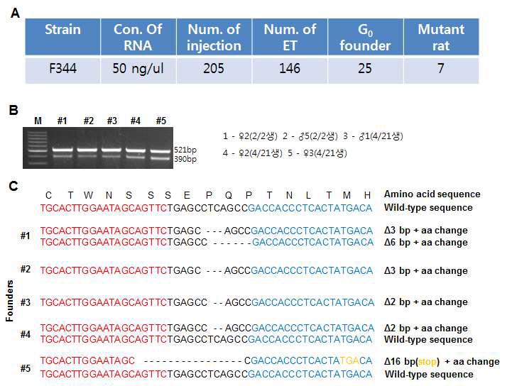 IL2Rg KO 후보 랫드의 유전자 DNA분석