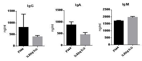 F344와 IL2Rg KO 랫드에서 분리된 혈청에서 IgG, IgA, 그리고 IgM의 농도.
