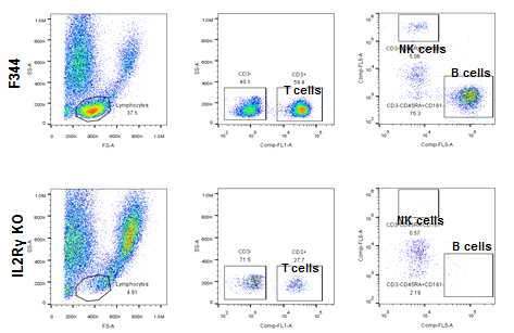 FACS를 활용한 F344와 IL2Rg KO 랫드의 면역세포 분석