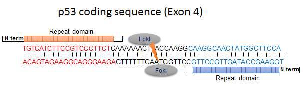 P53에 대한 TALEN targeting sequence 모식도
