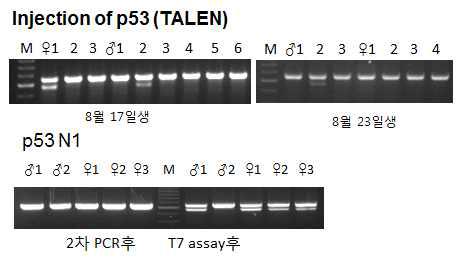 P53 KO 후보 랫드의 유전자 DNA분석