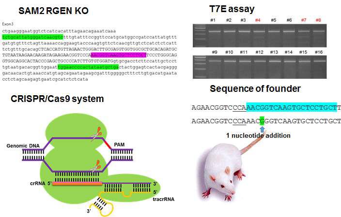 Gene editing and homologous recombination for generation of Sam2 KO rat using CRISPR/Cas9 system