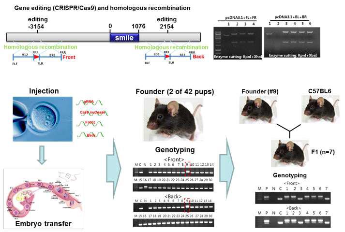 Gene editing and homologous recombination for generation of Smile conditional KO rat using CRISPR/Cas9 system