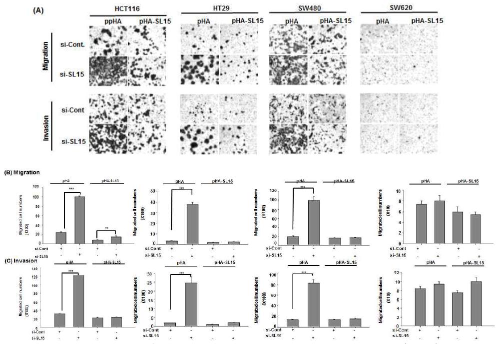 SL-15 억제/과발현에 의한 대장암 세포주의 이동능/ 침윤능 확인