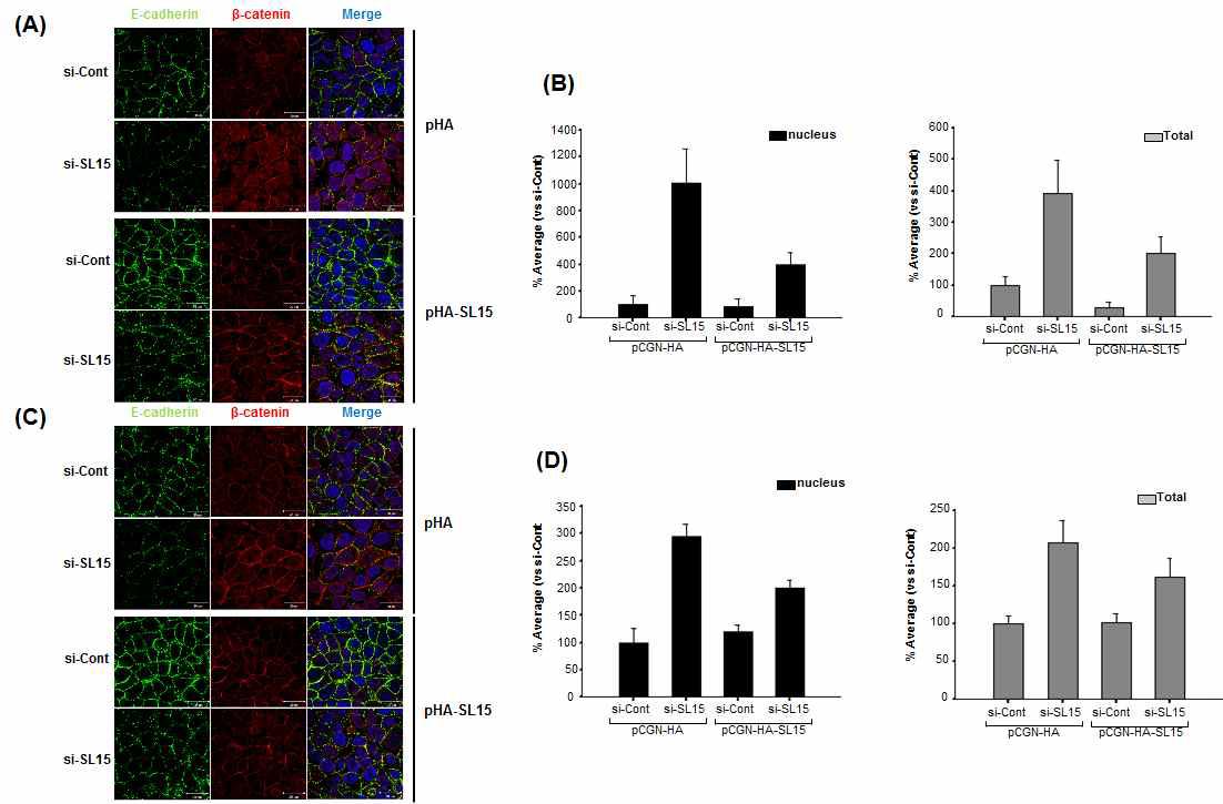 SL-15 억제/과발현에 의한 HCT116, HT29에서 E-cadherin/β-catenin 발현 증가 및 세포내 위치 조사