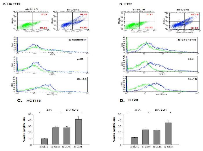 SL-15 억제/과발현에 의한 HCT116에서 anoikis escape 현상 및 관련 단백질 변화 확인