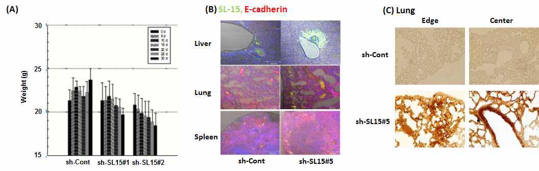 HCT116 stable SL-15 knockdown cells을 이용한 in vivo mouse 실험