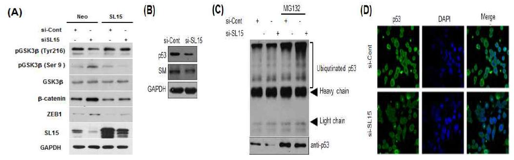 SL-15 발현 저해/과발현에 의한 신호경로 확인 및 SL-15 발현 저해에 의한 p53 degradation 유도 확인