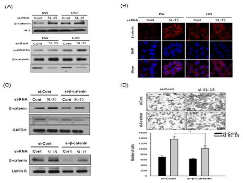 GSK3β 저해제 (LiCl) 또는 siβ-catenin 처리에 의한 β-catenin 단백질의 활성화 및 핵 이동 분석