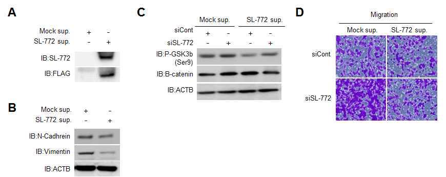 분비된 SL-772 첨가에 의한 세포 이동능 억제