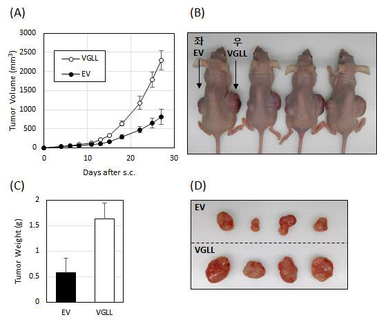 VGLL 과발현 HEK293T세포의 종양형성