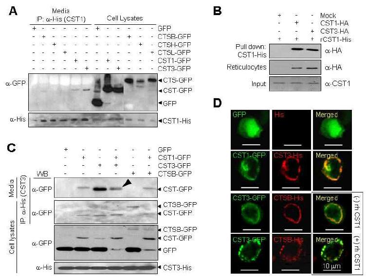 CST1과 CST3의 post-translational modification에 의한 상호결합력 분석