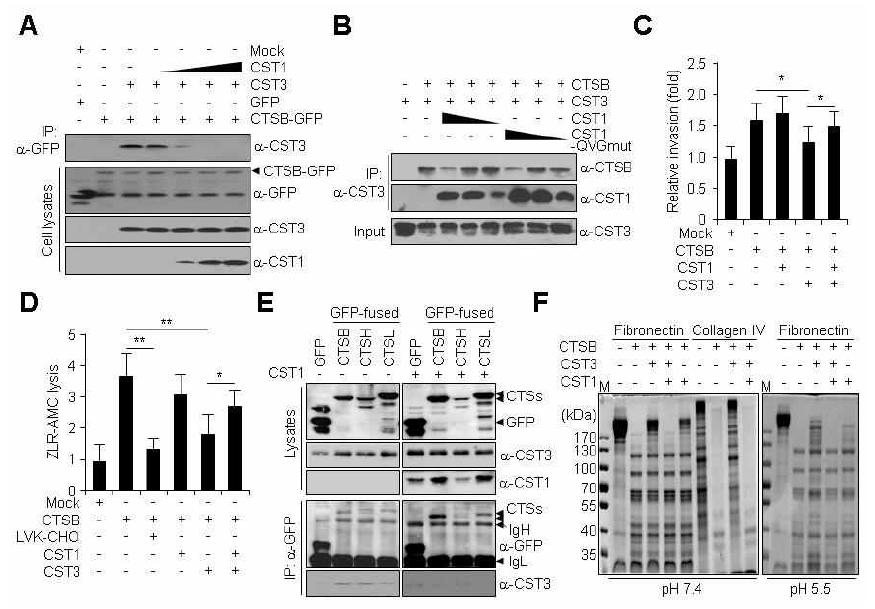 CST1, CST3, 및 cathepsin B의 결합 세기 및 조절능 분석