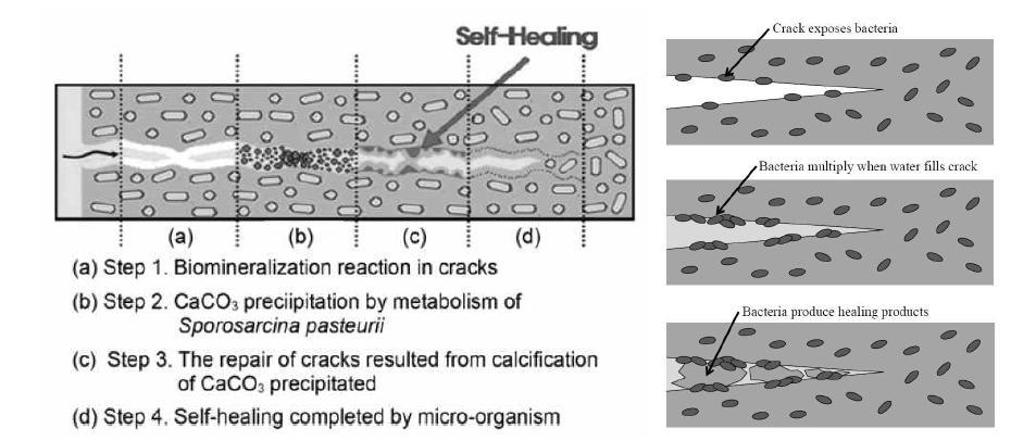 미생물을 이용한 콘크리트 균열 치유 단계별 메커니즘 (김화중, 2009; Li, 2012)