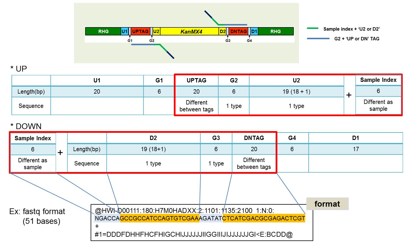 barcode-seq fastq format. fastq 파일의 read 길이는 51 bases이다. uptag는 MID(sample index)-U2-G2-UPTAG, dntag는 MID-D2-G3-DNTAG로 구성되어 있다.