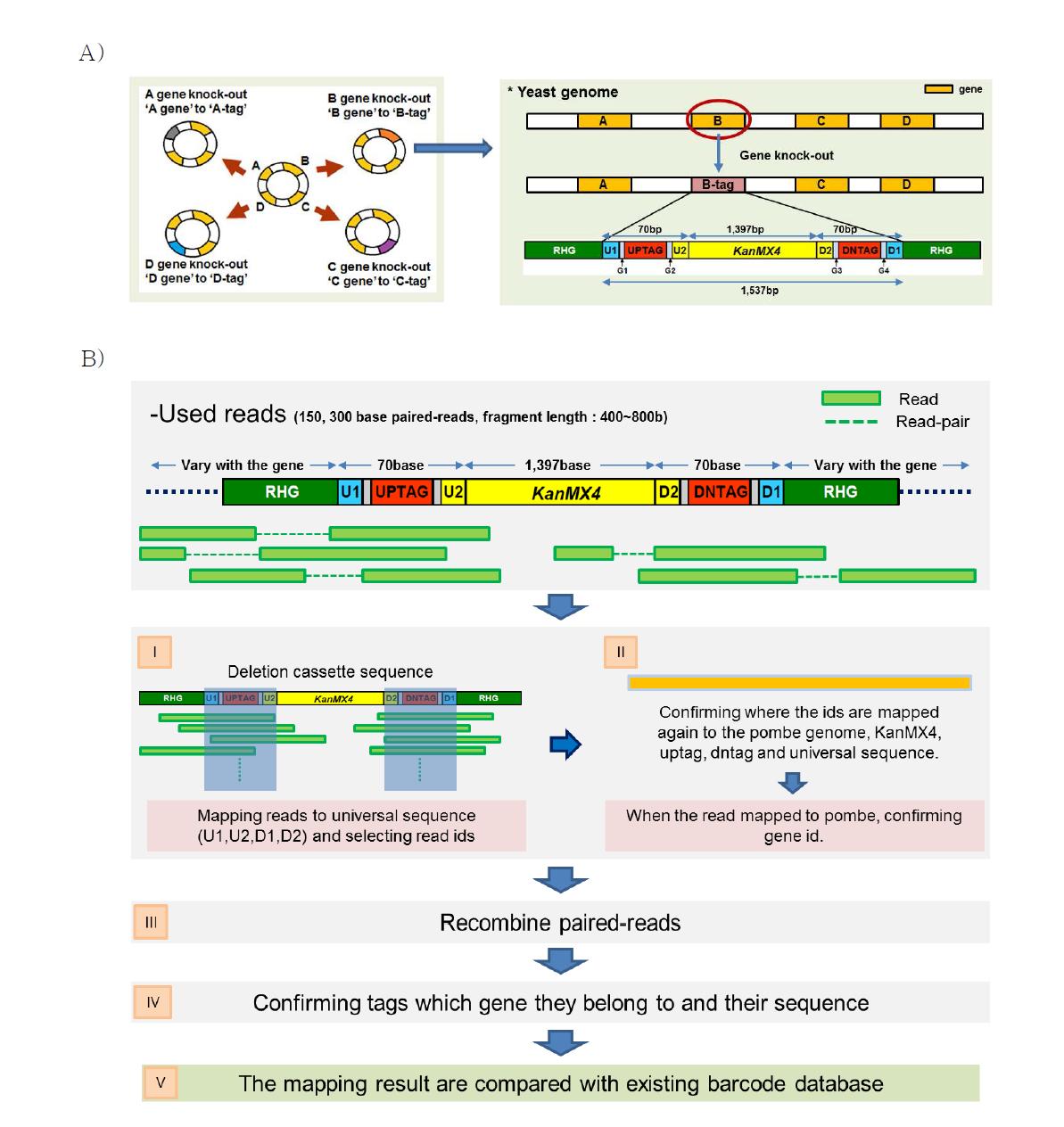 라이브러리 확인을 위한 분석 방법. A) 유전자를 대신하여 삽입된 tag format의 형태. deletion cassette module은 총 1,537 bases이고, 그 중 KanMX4의 길이는 1,397 bases이다. 하나의 fragment 당 길이가 800 bases를 넘지 않기 때문에 이론적으로 각 각의 paired-read는 하나의 tag 정보만 확인할 수 있다. B) shotgun sequencing을 이용하여 tag sequence를 확인하고 어느 유전자와 연결되어 있는지 확인하는 방법. 크게, 사용 가능한 read ID 선택, blast mapping, paired-read 재조합, tag 서열 및 포함 유전자 확인, 기존 DB와 비교의 단계로 나눌 수 있다.