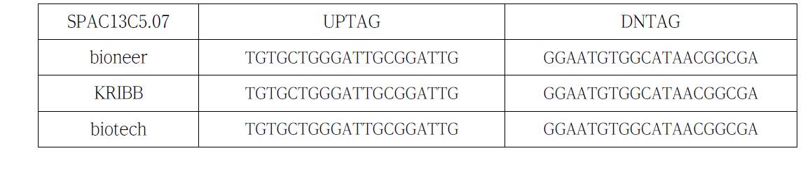 SPAC13C5.07 유전자의 uptag와 dntag