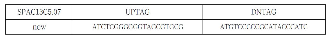tag sequence 확인을 통해 밝혀진 SPAC13C5.07 유전자의 uptag와 dntag