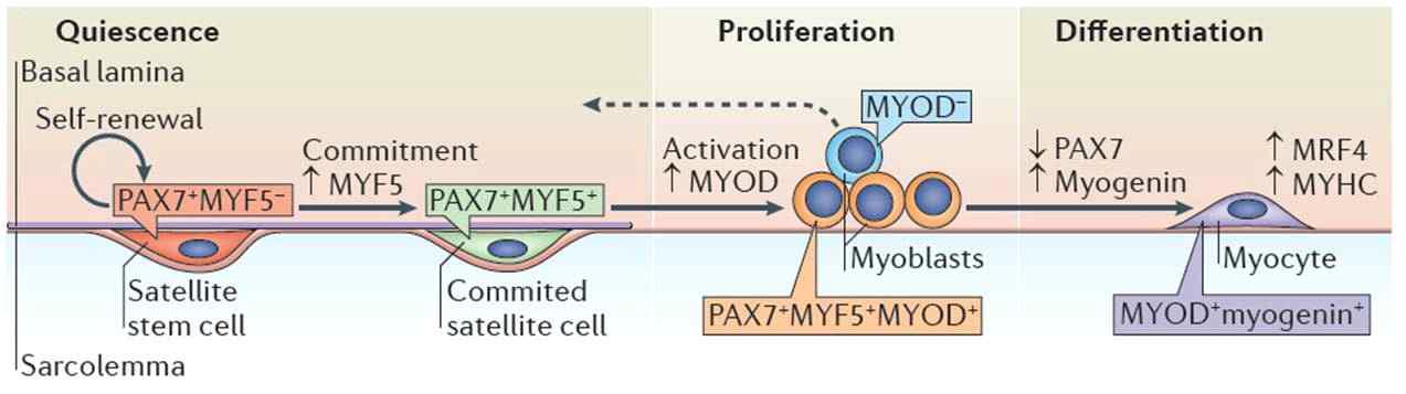 Satellite cell fate in Myogenesis